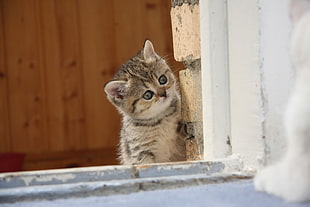 gray tabby kitten